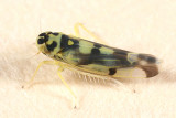 Leafhoppers genus Eupteryx