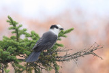 Gray Jay - Perisoreus canadensis
