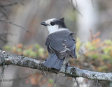 Gray Jay - Perisoreus canadensis