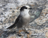 Gray Jay - Perisoreus canadensis