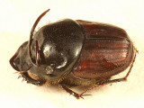 Bull Headed Dung Beetle - Onthophagus taurus (male)