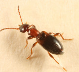 Omonadus formicarius