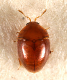 Rypobius marinus