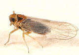 Muirodelphax arvensis
