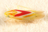 Leafhoppers genus Erythridula