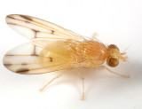 Homoneura incerta