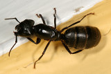 Camponotus pennsylvanicus