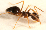 False Honey Ant (Prenolepis imparis)