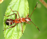 Broad-headed Bugs - Alydidae