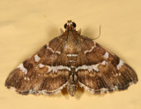 5169 - Spotted Beet Webworm Moth - Hymenia perspectalis