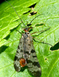 Panorpa sp.