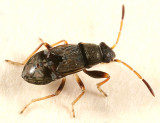 Rhyparochromidae