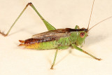 Short-winged Meadow Katydid - Conocephalus brevipennis (male)