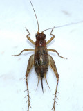 Says Trig - Anaxipha exigua