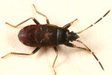 Rhyparochromidae
