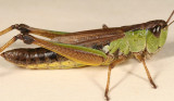 female Marsh Meadow Grasshopper - Chorthippus curtipennis