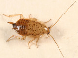 Spotted Mediterranean Cockroach - Ectobius pallidus (nymph)