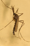 Asian Rock Pool Mosquito - Ochlerotatus japonicus