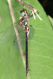 Clamp-tipped Emerald - Somatochlora tenebrosa (female)
