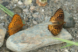 male & female Atlantis Fritillary - Speyeria atlantis