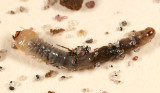 Oedemeridae larva