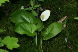 Wild Calla Lily - Calla palustris