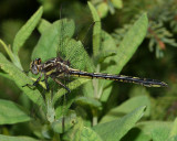 Harpoon Clubtail - Gomphus descriptus (female)