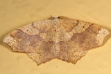 6885 - Oak Besma Moth - Besma quercivoraria