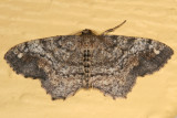 6654 - One-spotted Variant - Hypagyrtis unipunctata