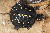 baby Spotted Turtle - Clemmys guttata