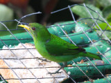 Green Honeycreeper - Chlorophanes spiza