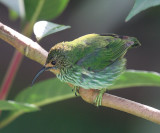 Purple Honeycreeper - Cyanerpes caeruleus