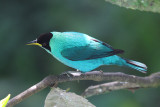 Green Honeycreeper male - Chlorophanes spiza