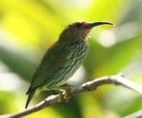 Purple Honeycreeper - Cyanerpes caeruleus