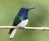 White-necked Jacobin - Florisuga mellivora