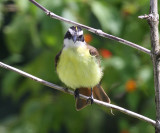 Great Kiskadee - Pitangus sulphuratus