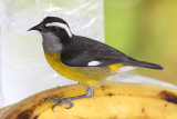 Bananaquit - Coereba flaveola, on a banana