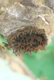 Nannotrigona sp. bee hive
