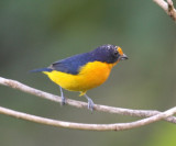 Violaceous Euphonia - Euphonia violacea