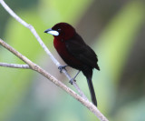 Silver-beaked Tanager - Ramphocelus carbo