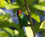 Bay-headed Tanager - Tangara gyrola