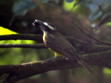 Boat-billed Flycatcher - Megarynchus pitangua