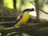 Boat-billed Flycatcher - Megarynchus pitangua