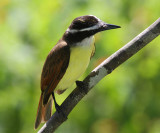 Great Kiskadee - Pitangus sulphuratus