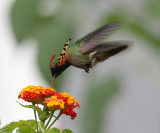 Tufted Coquette - Lophornis ornatus