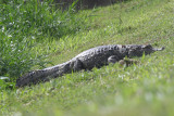 Spectacled Caiman - Caiman crocodilus
