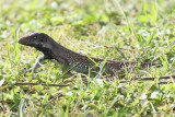 Common Ameiva  - Ameiva ameiva ameiva