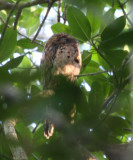 Common Potoo