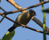 Bicolored Conebill - Conirostrum bicolor