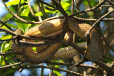 Cook's Tree Boa - Corallus ruschenbergerii